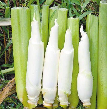 長在水里的一種&ldquo;蔬菜&rdquo;,農(nóng)村人吃不完,運(yùn)到城里賣16元一斤