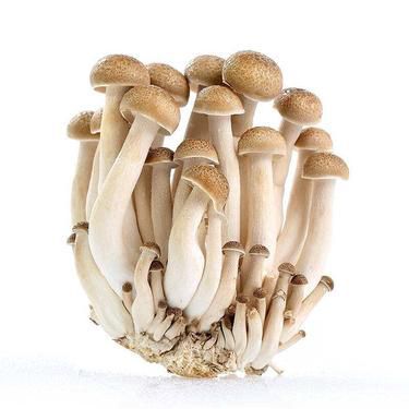 8月份適合種什么蔬菜