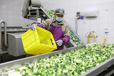 江蘇濱海蔬菜走出國門遠銷歐美年產(chǎn)值3億元以上